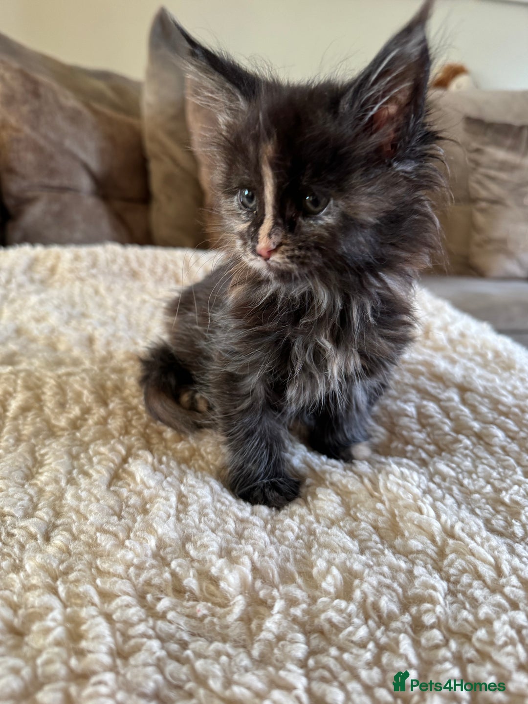 Maine Coon cats for sale: Stunning Maine coon kittens  - Advert 8