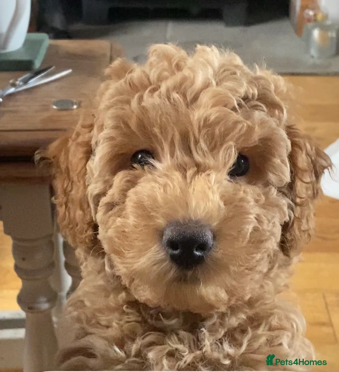 Cockapoo dogs for sale: Cockapoo  - Advert 1