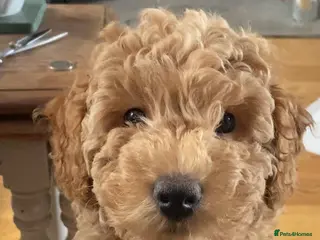 Cockapoo dogs Cockapoo - Advert 5