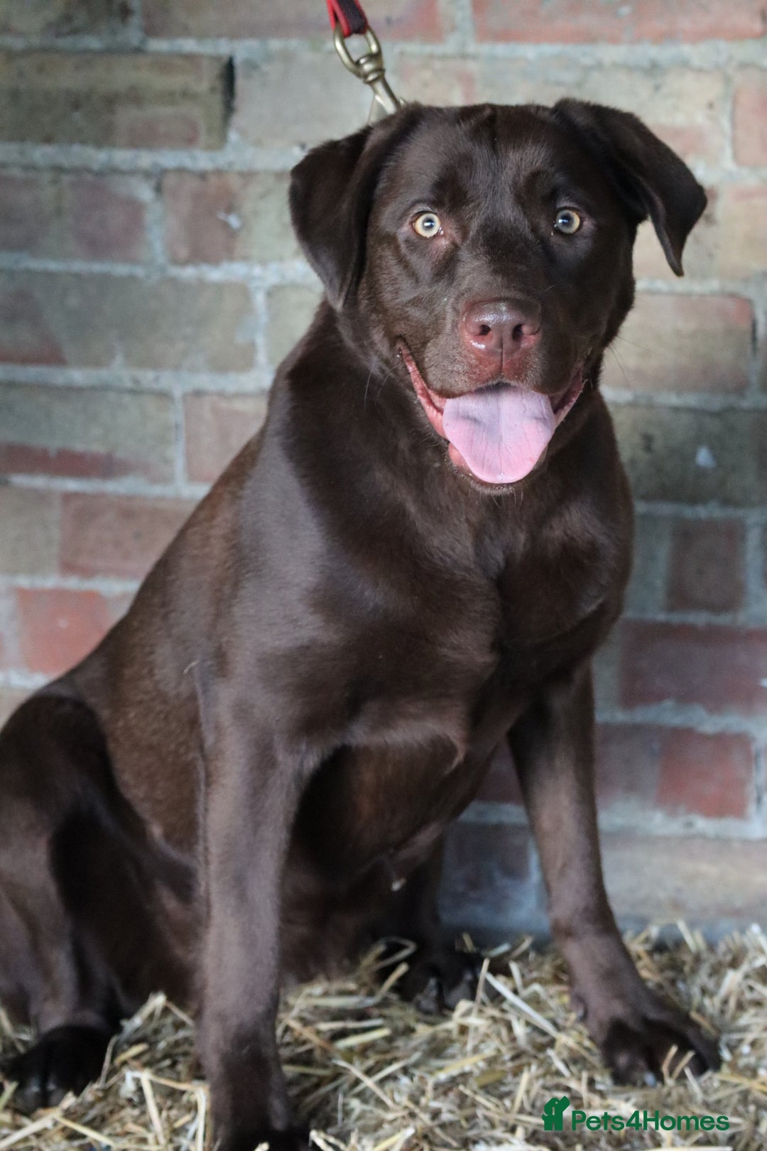 Labrador Retriever dogs for sale: Chocolate lab female  - Advert 10