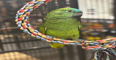 Parrots birds - Advert 1