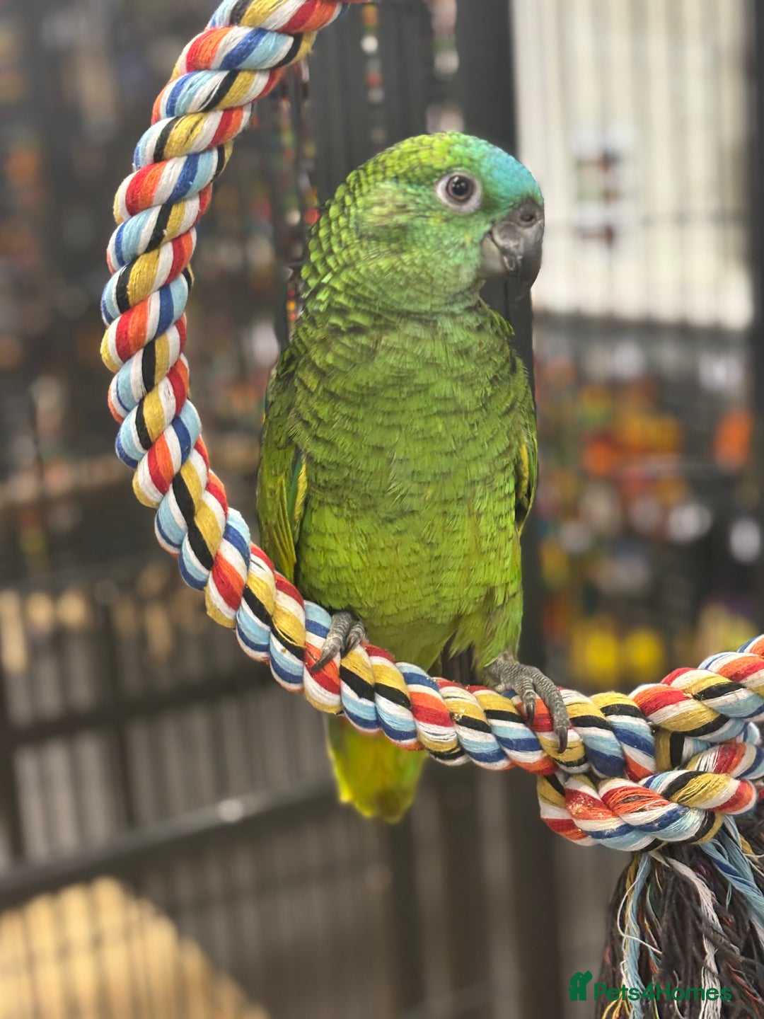 Parrots birds for sale: Beautiful baby handreared blue fronted amazons  - Image 2