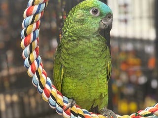 Parrots birds - Advert 3