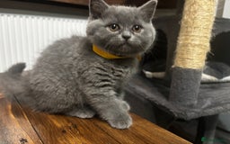 Scottish Fold cats for sale: Adorable Scottish Fold and Straight Kittens  - Image 37