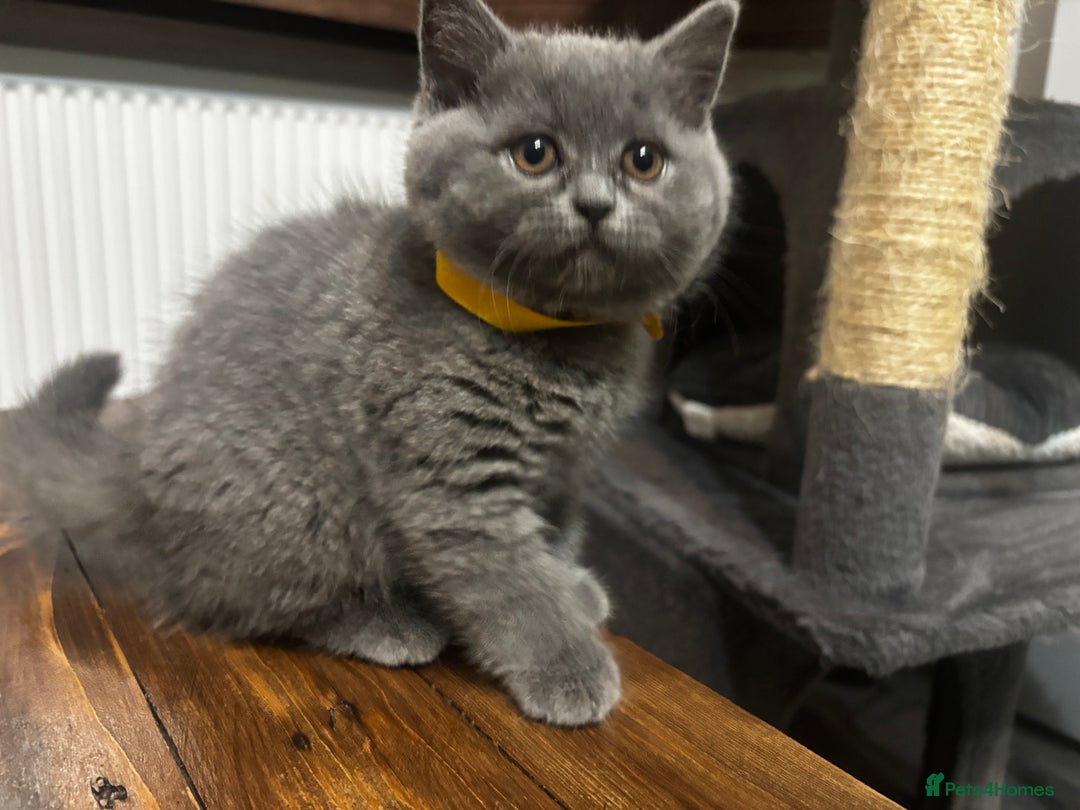 Scottish Fold cats for sale: Adorable Scottish Fold and Straight Kittens  - Image 37