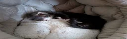 Ferret rodents for sale: Ruben. Mostly vaccinated, Semi angora  in Belper - Advert 1