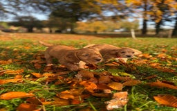 Cocker Spaniel dogs for sale: Kc reg Working Cocker Spaniels - Image 6