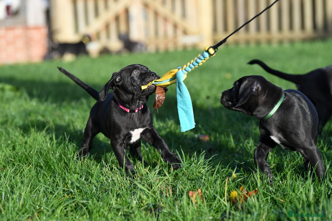 Cane Corso dogs for sale: Elite cane corso puppies  - Advert 22