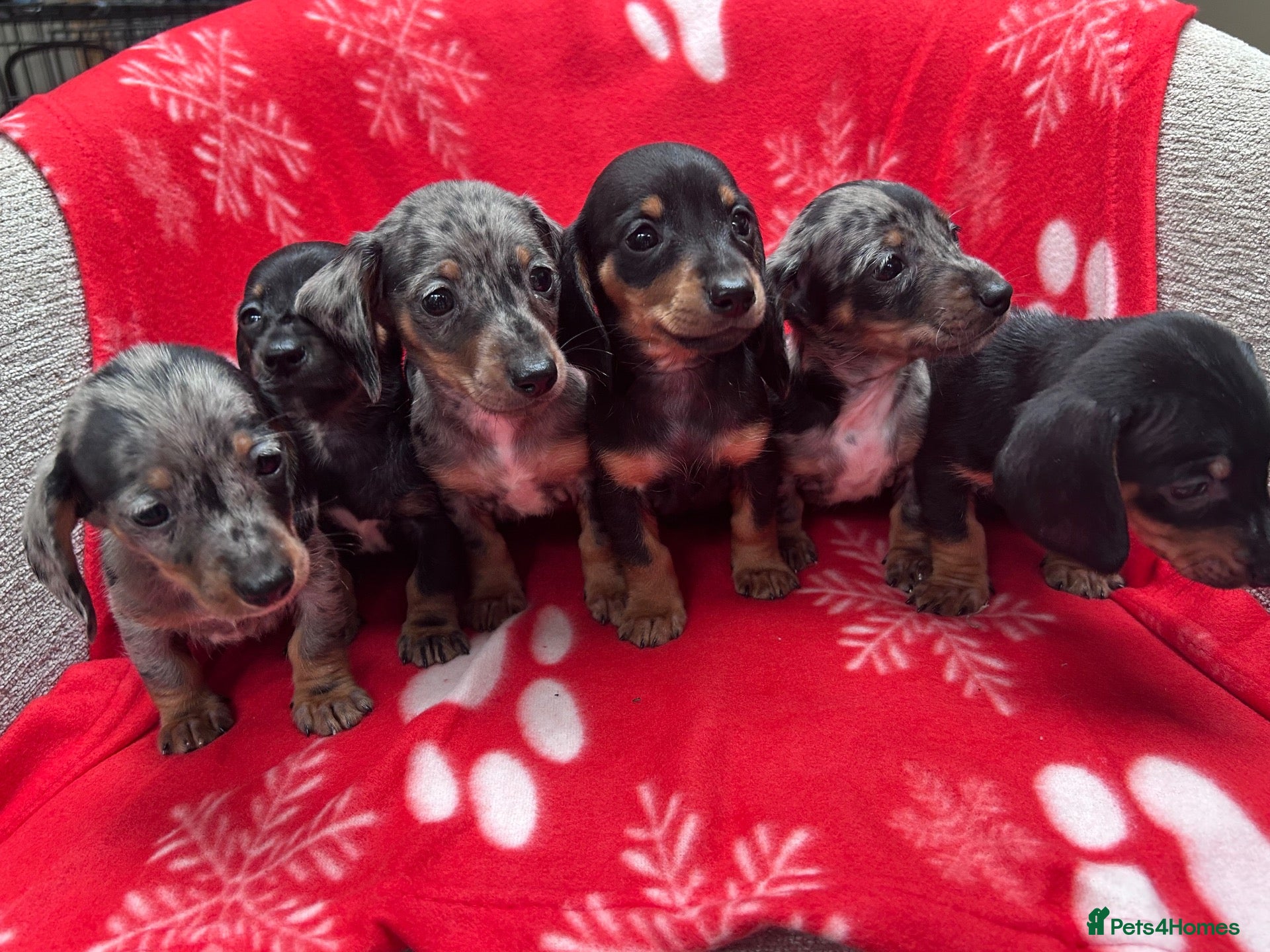 Miniature Dachshund dogs ****6 beautiful boys 💙💙*** - Advert 1