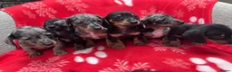 Miniature Dachshund dogs for sale: ****6 beautiful boys 💙💙*** - Advert 1