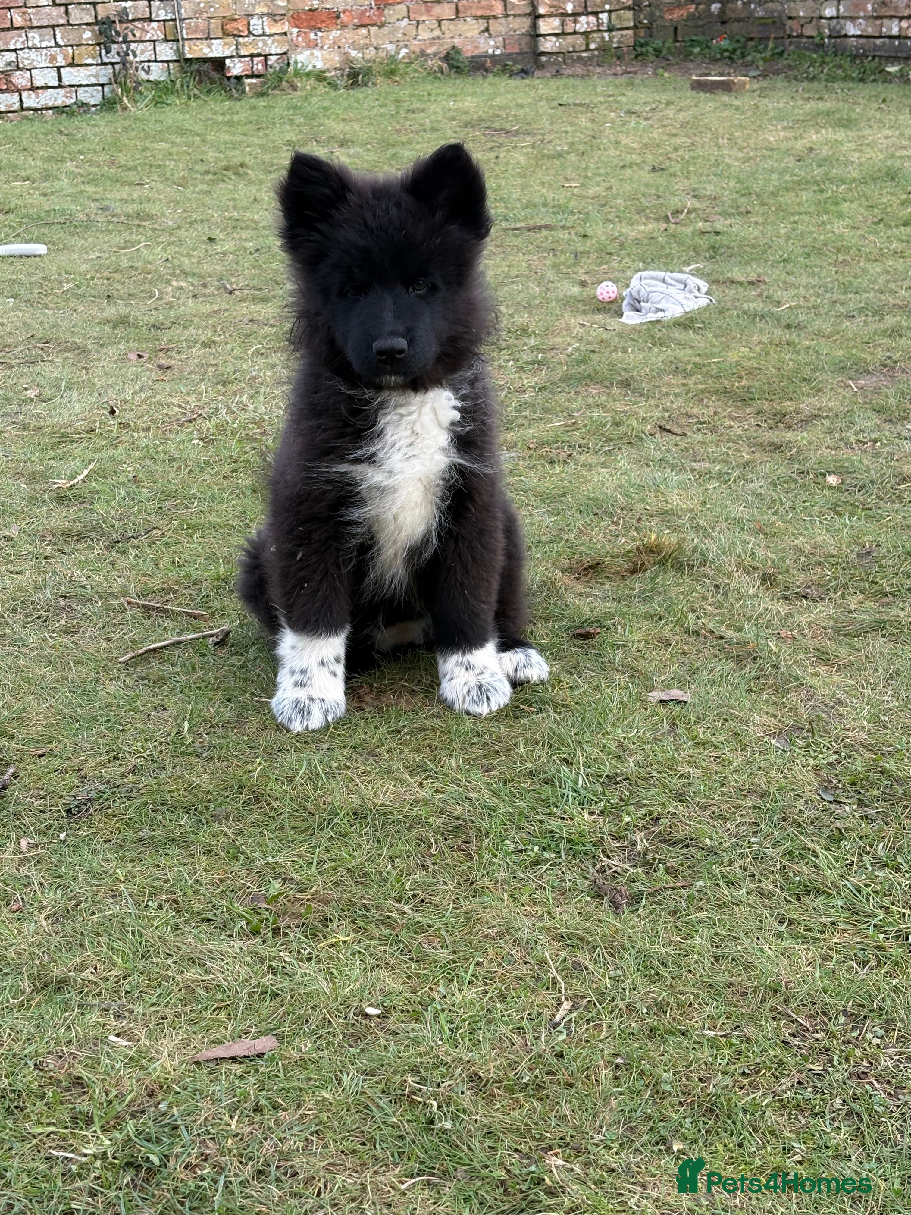 Mixed Breed dogs Belgium Shepard x Samoyed puppies - Advert 3