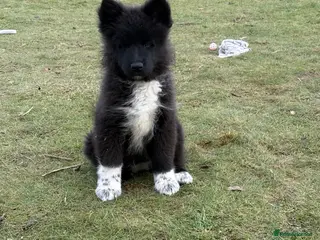 Mixed Breed dogs Belgium Shepard x Samoyed puppies - Advert 3