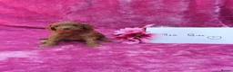 Goldendoodle dogs for sale: Gorgeous F1bb miniature/Toy Goldendoodle puppies - Advert 15