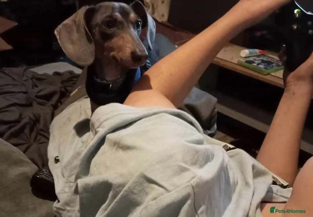 Dachshund dogs for sale: Beautiful male dachshund  - Advert 2