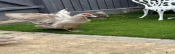 Ducks poultry for sale: Muscovy ducks trio - Advert 2