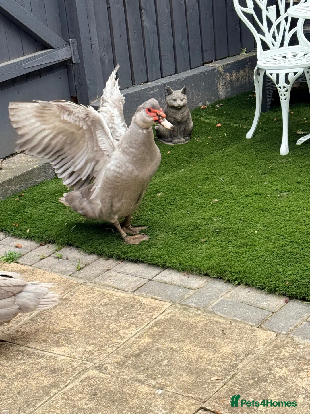 Ducks poultry for sale: Muscovy ducks trio - Advert 2