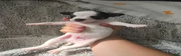 Mixed Breed dogs for sale: Jackawawas  in Bristol - Advert 18