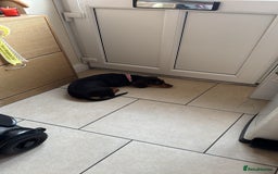 Mixed Breed dogs for sale: Miniature Dashund x  - Image 3