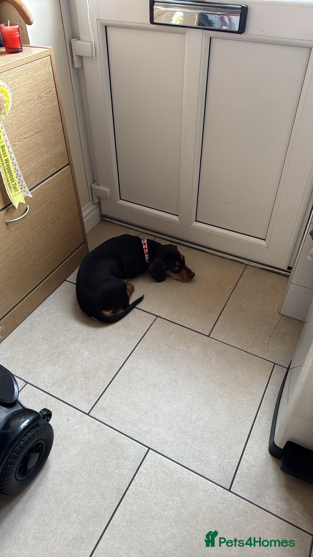 Mixed Breed dogs for sale: Miniature Dashund x  - Image 3