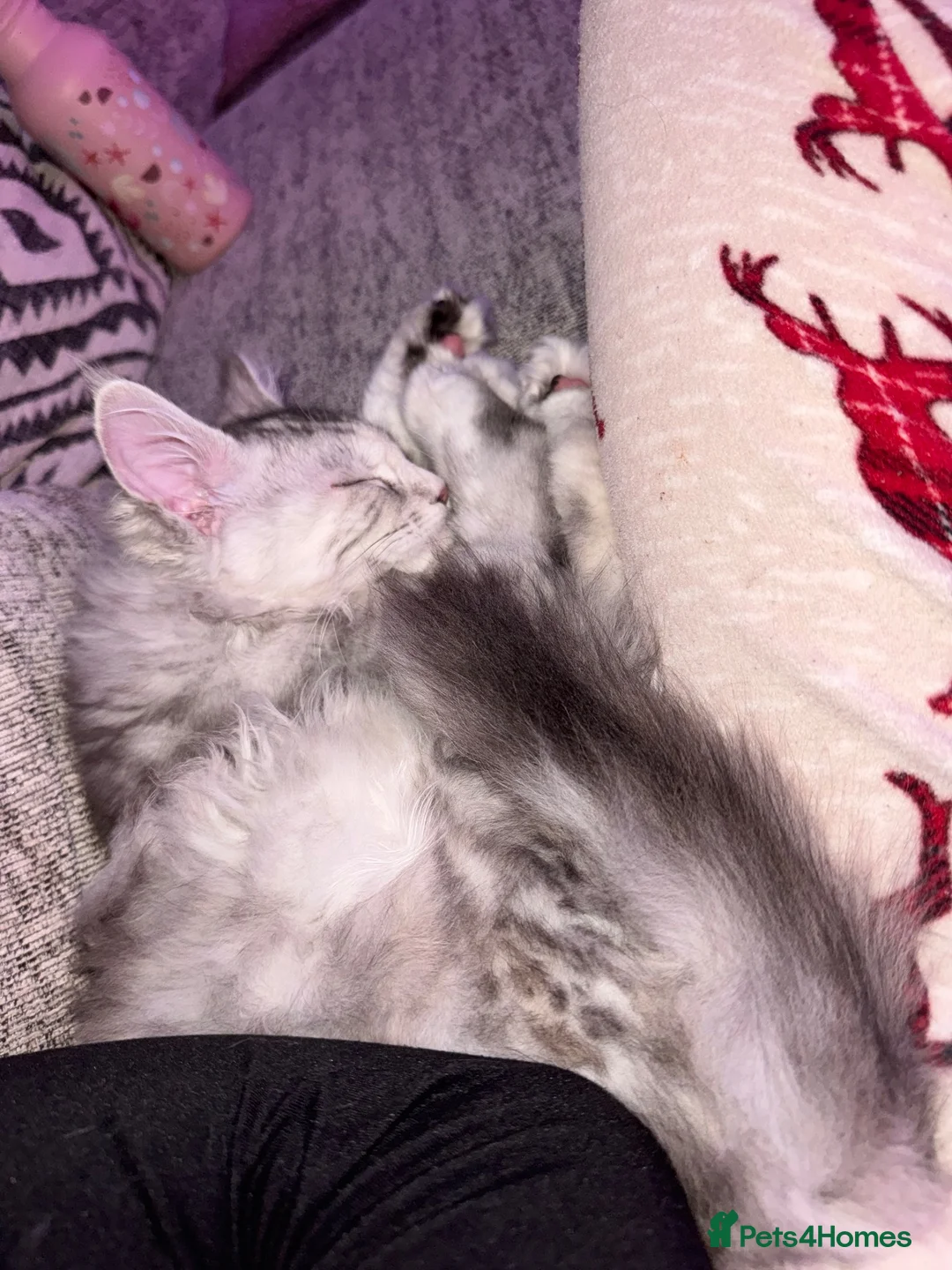 Maine Coon cats for sale: Beautiful 9 month Mainecoon Female  - Advert 4