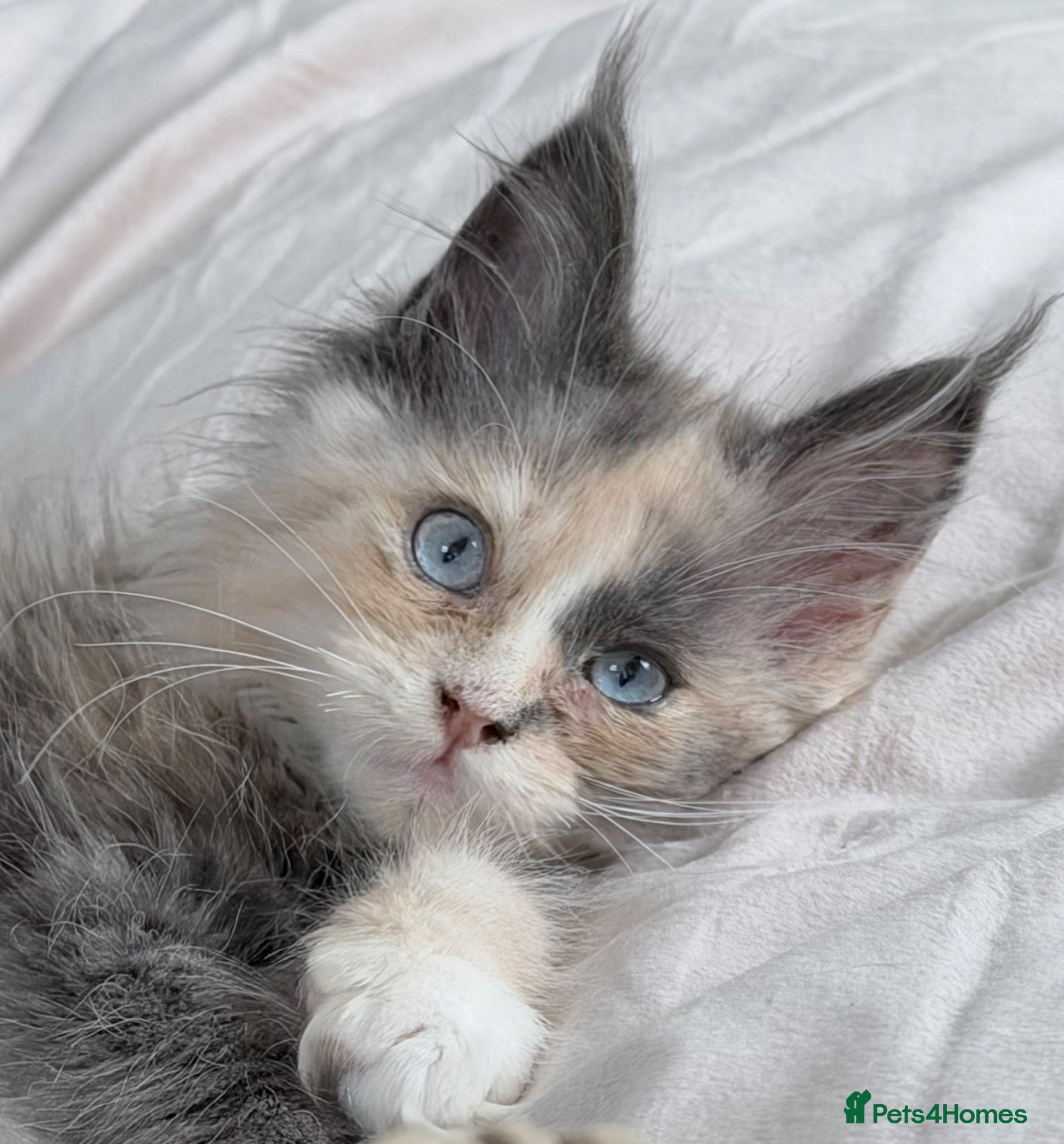 Maine Coon cats Maine coon TICA - Advert 2