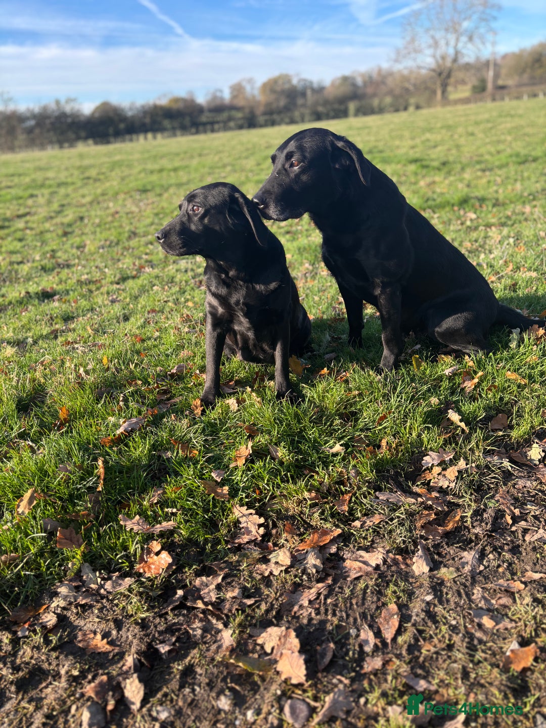 Labrador Retriever dogs for sale: Beautiful health tested Labrador puppies  - Advert 9