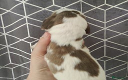 Cocker Spaniel dogs for sale: Show Type Cocker Spaniels Health Tested Parents  - Image 29