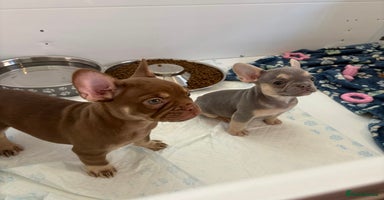 French Bulldog dogs - Advert 3