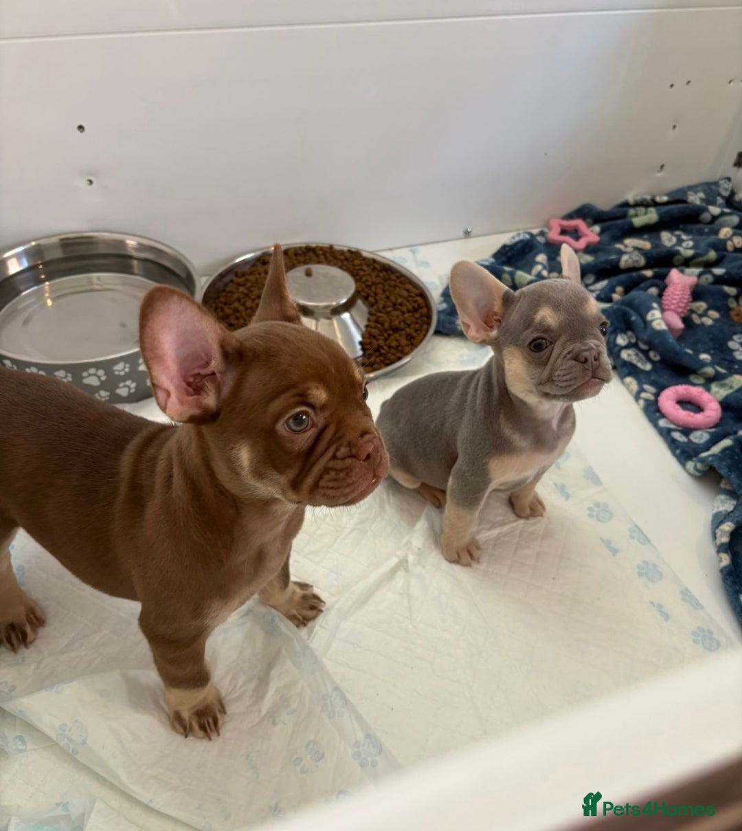 French Bulldog dogs for sale: Chocolate and tan boy - Image 3