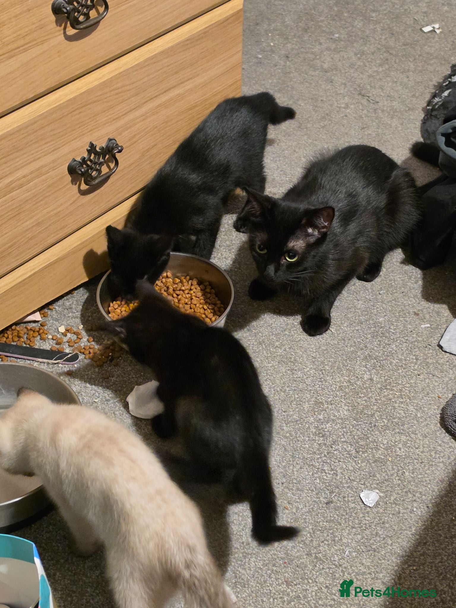 British Shorthair cats Last little girl looking for her forever home - Advert 15