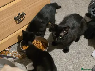 British Shorthair cats Last little girl looking for her forever home - Advert 1