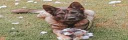 Mixed Breed dogs for sale: German Shepherd x Belgium Malinois Puppies  in Boston - Advert 7