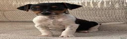 Jack Russell dogs for sale: Traditional short-legged Jack Russell puppy’s. - Advert 12