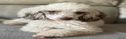Pomapoo dogs for sale: *Rare Parti marked Pomapoo boys * - Advert 6