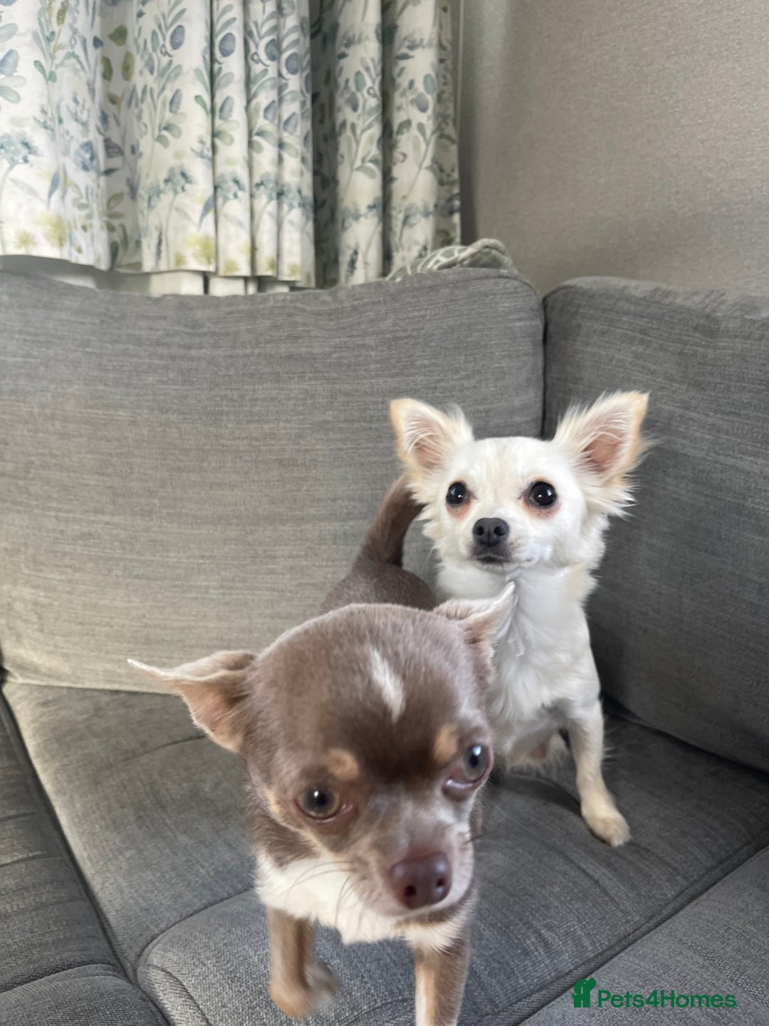 Chihuahua dogs for sale: Tony & pixie - Advert 3