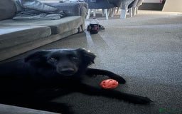 Mixed Breed dogs for sale: Rehoming!!  - Image 2