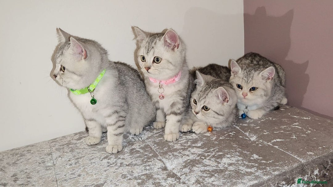 British Shorthair cats for sale: Amazing Quality British Shorthair Kittens - Advert 5