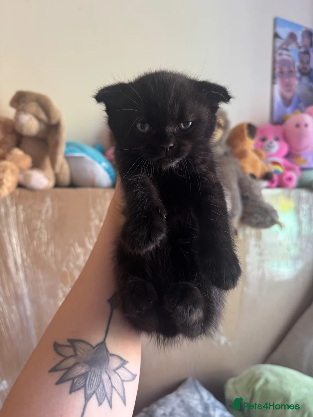 Scottish Fold cats for sale: Beautiful scotish fold  - Advert 2
