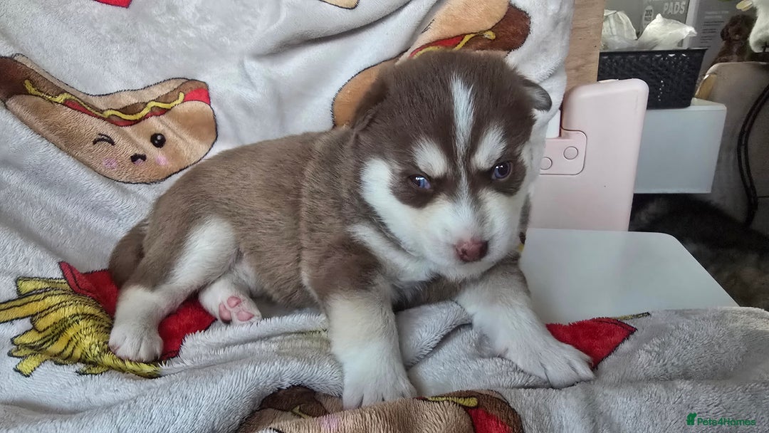 Pomsky dogs for sale: Pomsky Puppies for Sale - Advert 34
