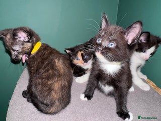 Mixed Breed cats - Advert 2