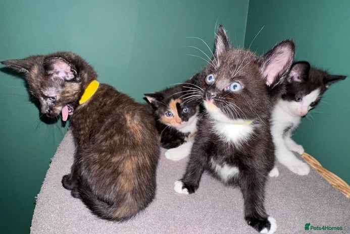 Mixed Breed cats - Advert 3