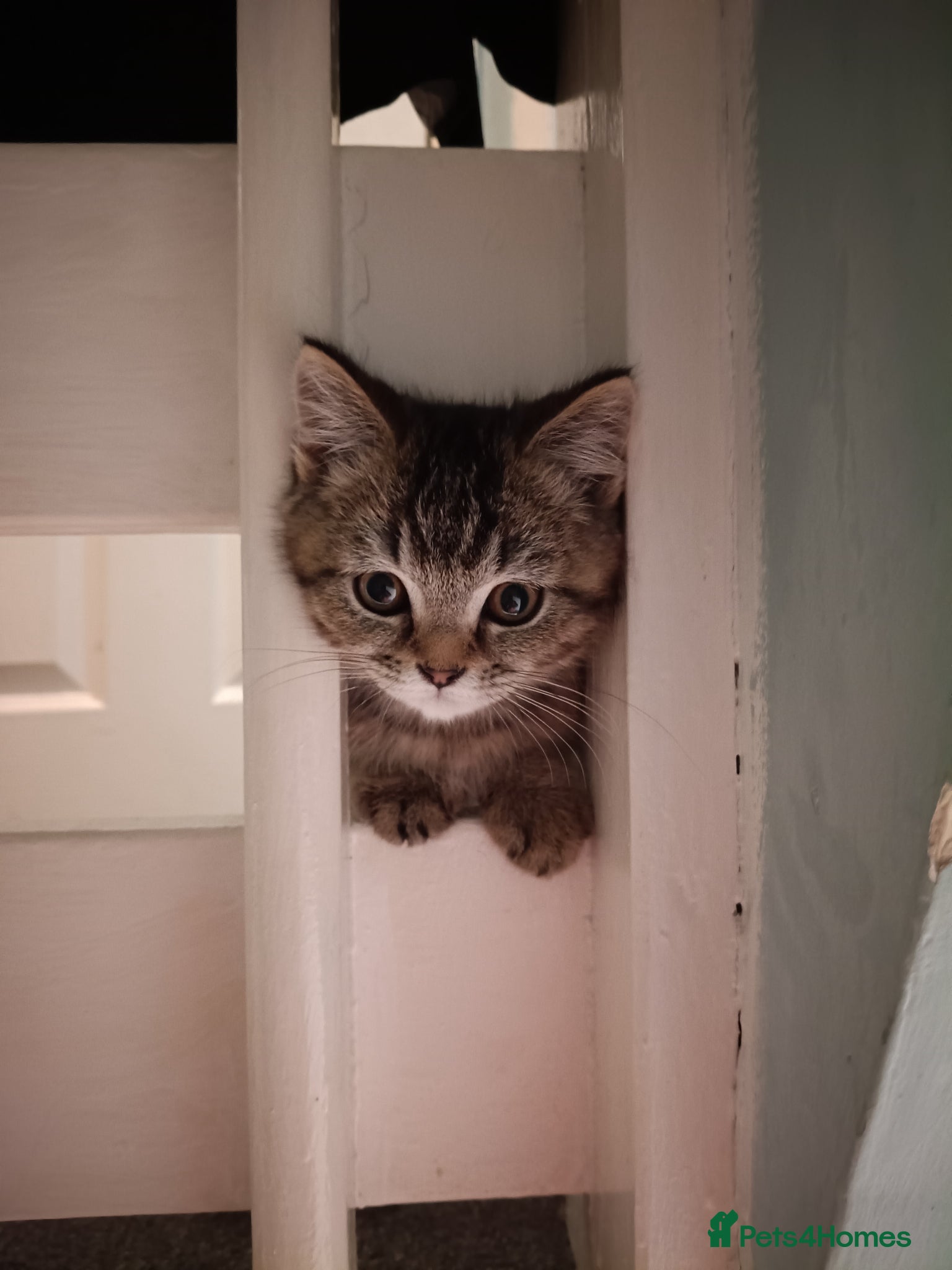 British Shorthair cats ♥️Fully vaccinated. kittens.Ready now black gold - Advert 9