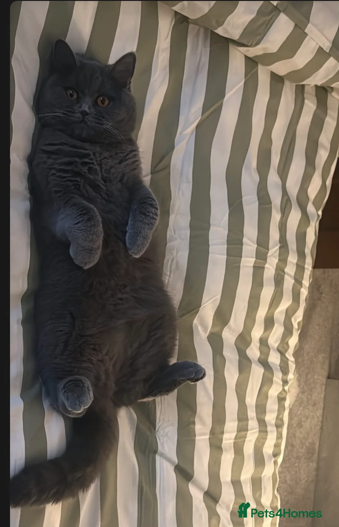 British Shorthair cats for sale: British shorthair  in Derby - Advert 2