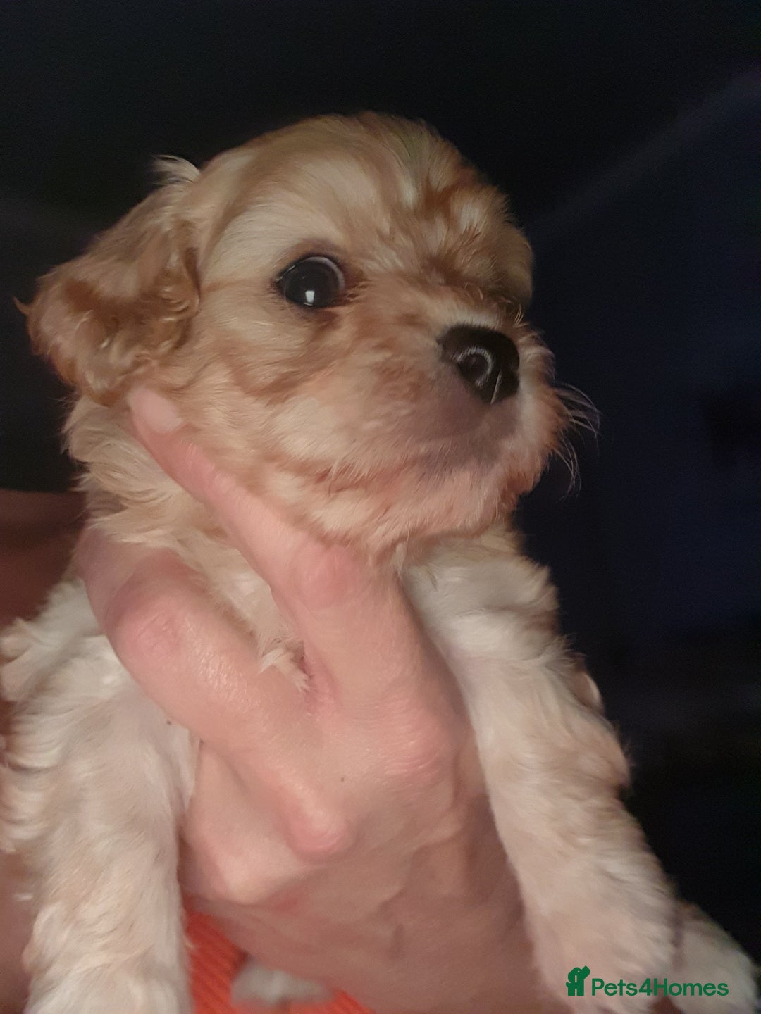Mixed Breed dogs for sale: Beautiful red and fawn colour Cavapoochons pups - Advert 16