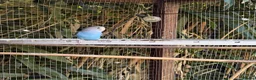 Budgerigars birds for sale: Pretty Blue Budgie Female  - Advert 2