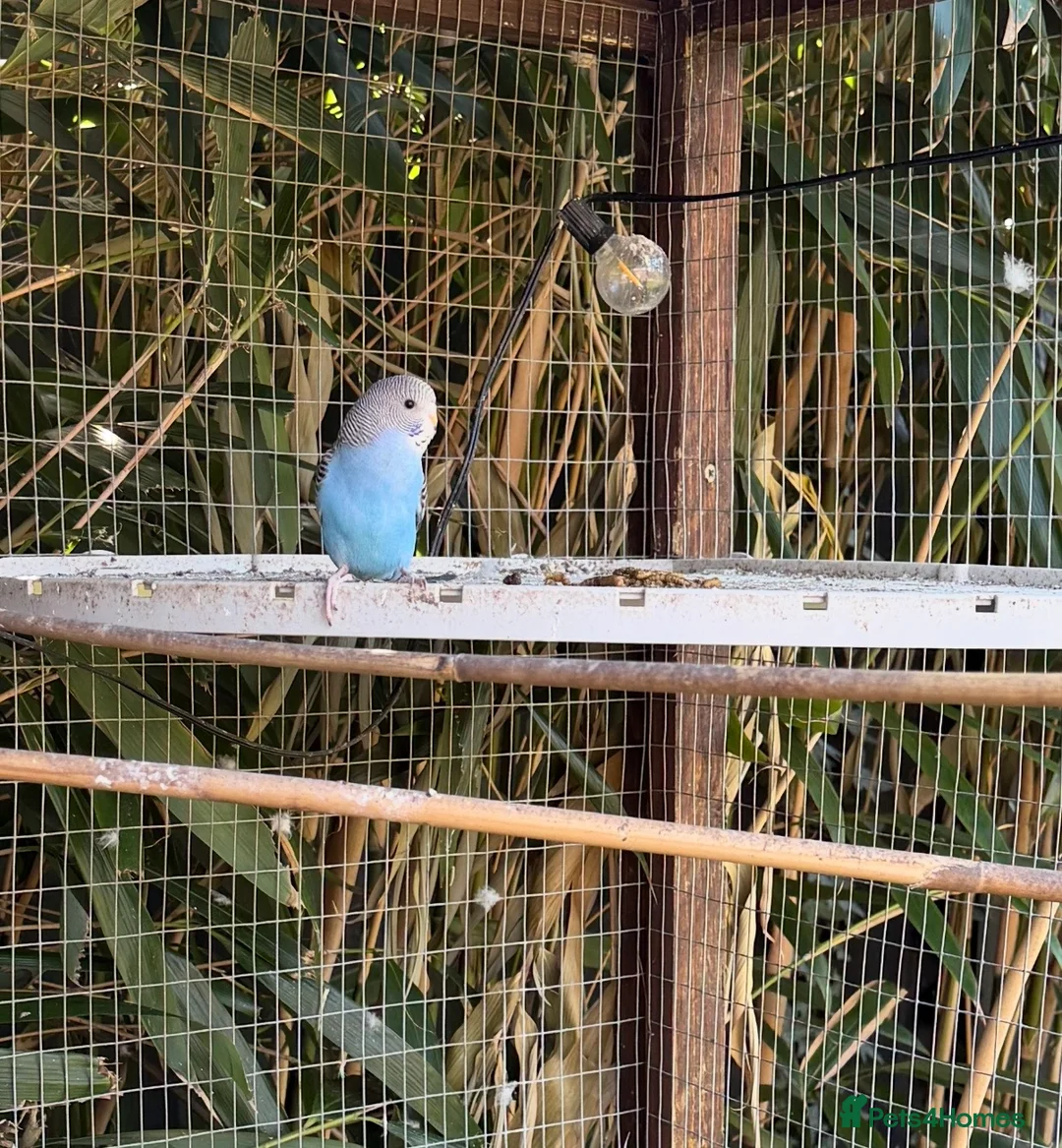 Budgerigars birds for sale: Pretty Blue Budgie Female  - Advert 2