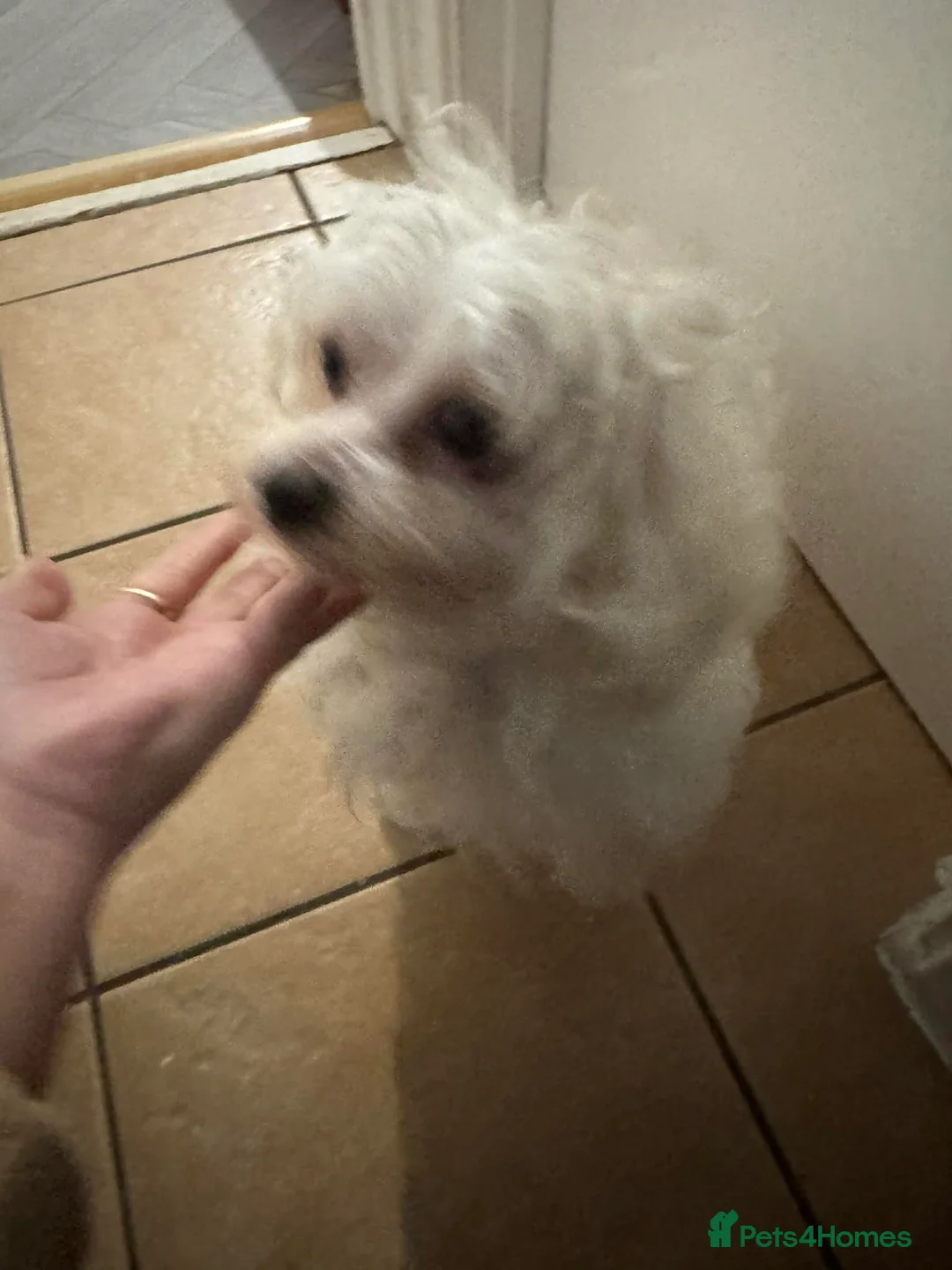 Zuchon dogs for sale: Mixed bishon  - Advert 1