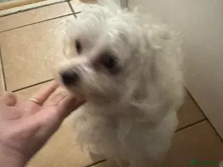 Zuchon dogs Mixed bishon - Advert 9