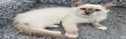 Ragdoll cats for sale: TICA Registered Pedigree Lilac Point/Mitted title - Advert 4
