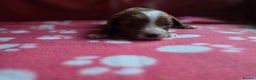 Cavapoo dogs for sale: F1 cavapoos  - Advert 13